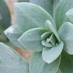 Linaria thymifolia Hoja