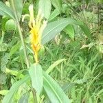 Heliconia longiflora 花