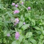 Knautia dipsacifolia Хабит