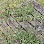 Solanum dulcamara Habit