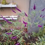 Salvia leucantha Kwiat