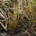 Drosera filiformis Συνήθη χαρακτηριστικά