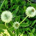 Trifolium montanum Flors