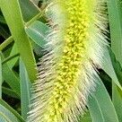 Setaria viridis Flower