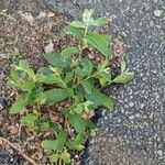 Salix laggeri Plante entière