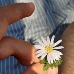 Anemone blanda Kvet