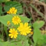 Crepis capillarisFloro