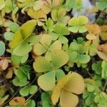 Marsilea quadrifolia Лист