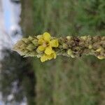 Verbascum densiflorumപുഷ്പം