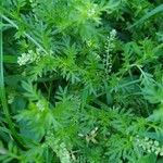 Lepidium didymumFrunză