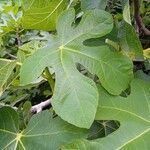Ficus carica Leaf