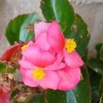 Begonia cucullata Květ