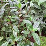 Impatiens hians Habit