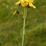 Hypericum richeri Hábitos