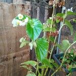 Begonia hirtella 葉