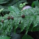 Tectaria gemmifera पत्ता
