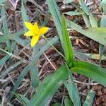 Hypoxis decumbens Flower