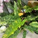 Philodendron bipennifolium Folha