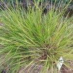 Brachypodium pinnatum Blad