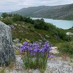 Campanula scheuchzeri موطن