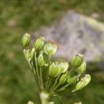 Peucedanum ostruthium Fruit