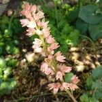 Heuchera cylindrica Flower