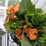 Kalanchoe blossfeldiana Habit