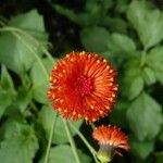 Emilia coccinea Flower