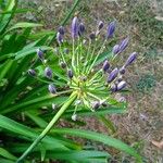 Agapanthus praecox Blüte