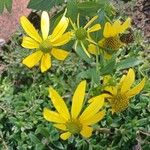 Rudbeckia laciniata Kvet