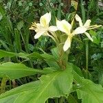 Hedychium flavescensFlower