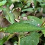 Persicaria mitis 葉