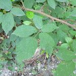 Rubus praticolor Outro