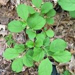 Celastrus orbiculatus Leaf