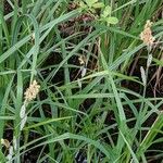 Carex riparia Plante entière