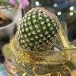 Mammillaria matudae Кара