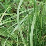 Molinia caerulea Blad