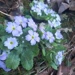 Primula malacoides Flower