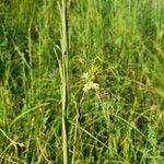 Turritis glabra Flower