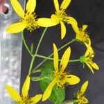 Bidens reptans Egyéb