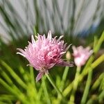 Allium schoenoprasum Flower