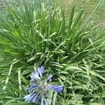 Agapanthus africanusപുഷ്പം