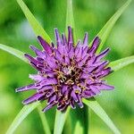 Tragopogon porrifolius Fleur