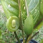 Aglaonema commutatumFloro