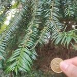 Torreya nucifera 叶