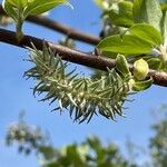 Salix aurita Floare