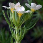 Leptosiphon pachyphyllus Flower