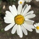 Leucanthemum vulgare Квітка