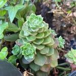 Aeonium haworthiiList