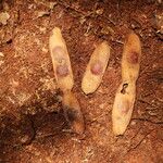 Pericopsis elata Frutto